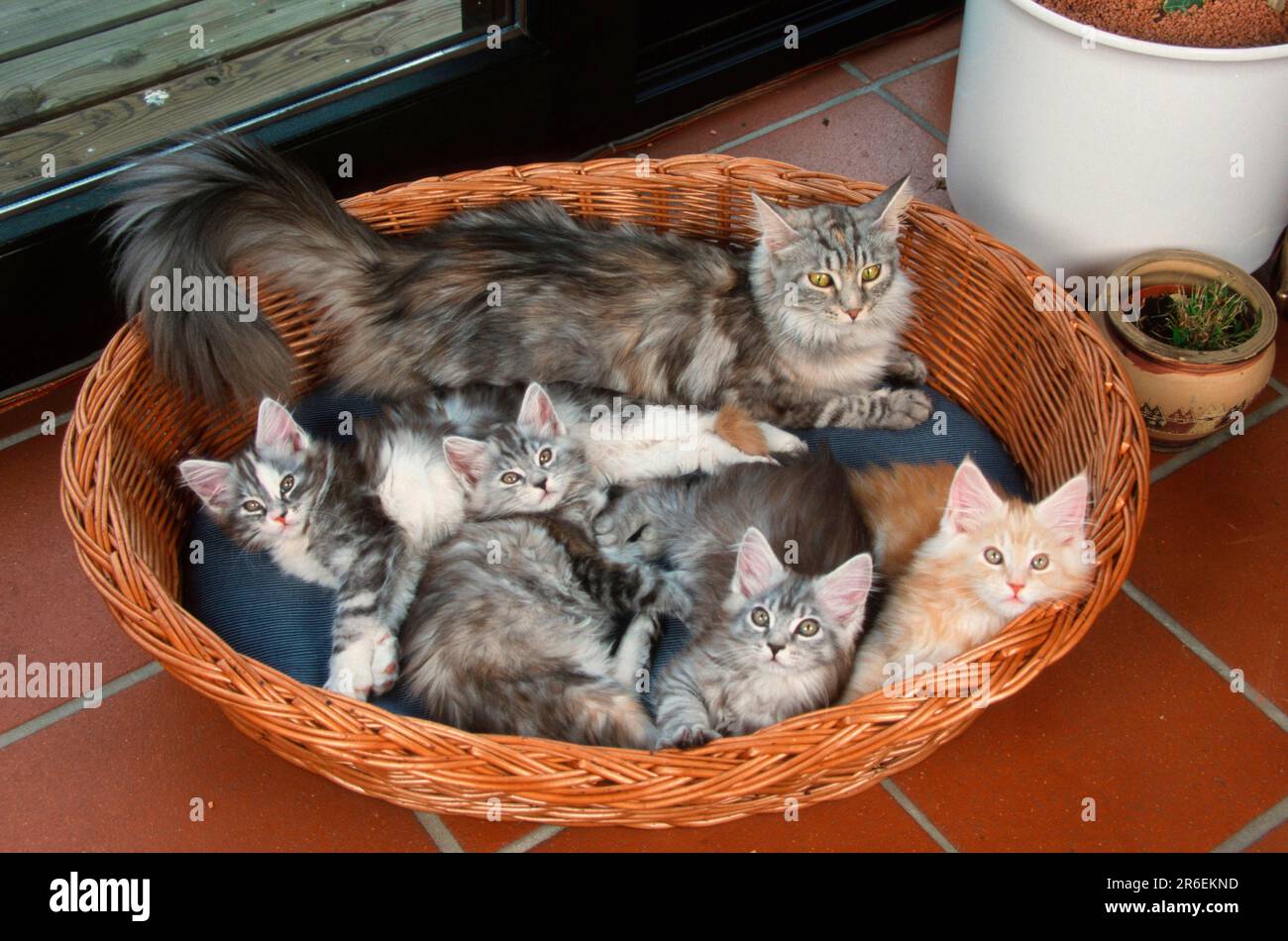 Maine Coon cat with kittens in cat basket, detachable, basket Stock