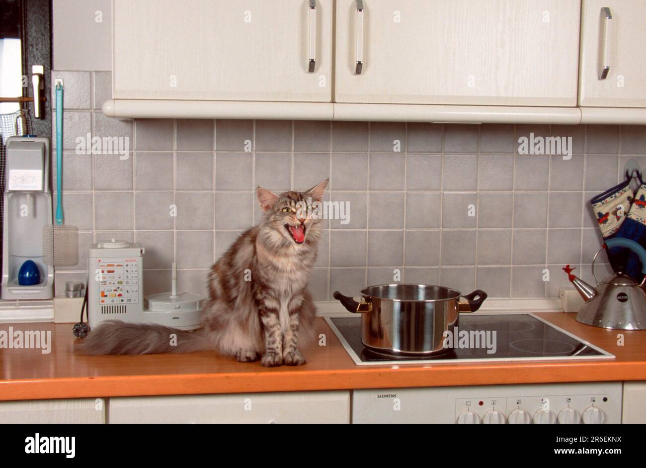 Cat Cocotte
