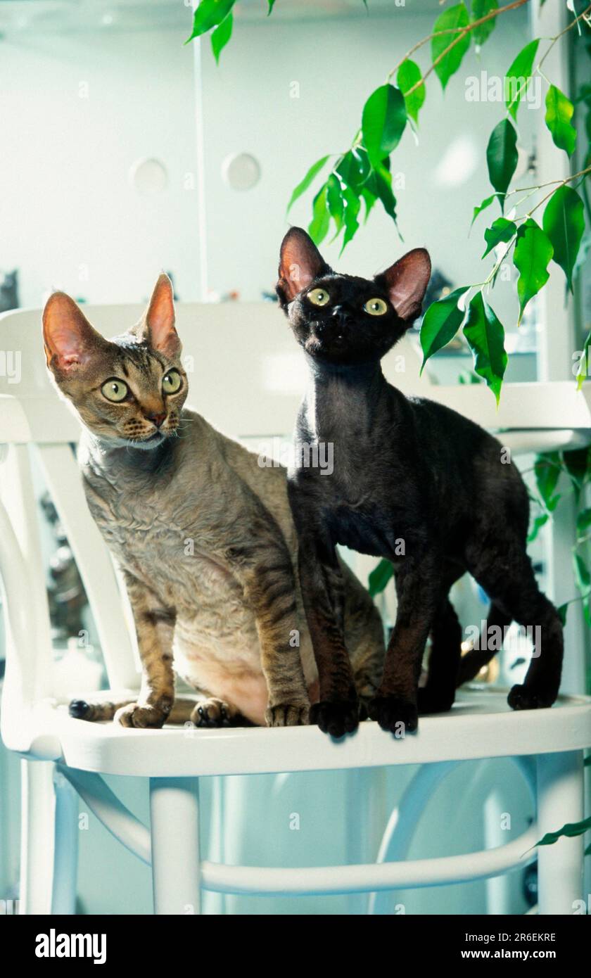 Devon Rex Cats on Chair Stock Photo