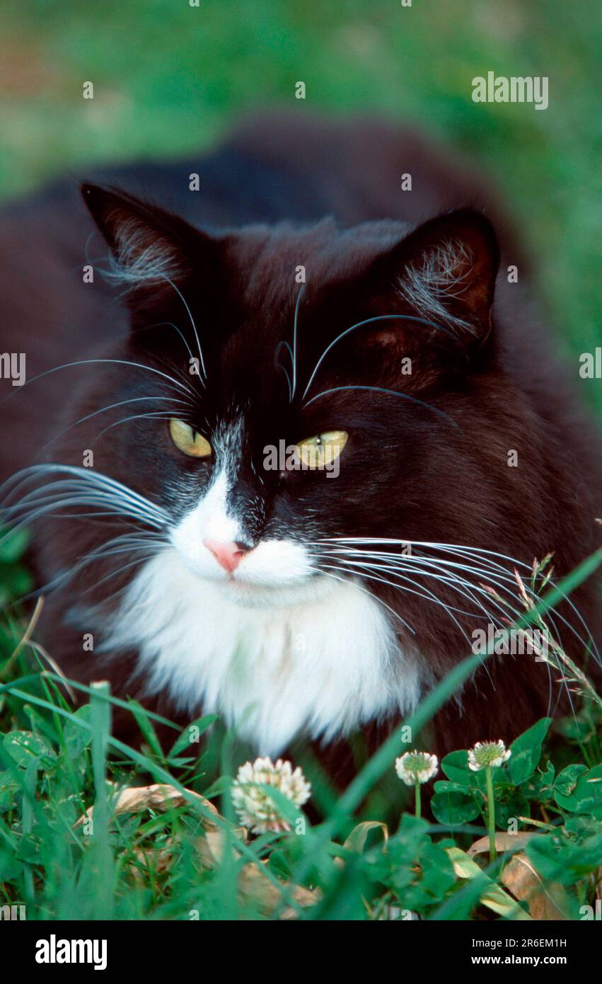 Norwegian Forest Cat, black with white Stock Photo