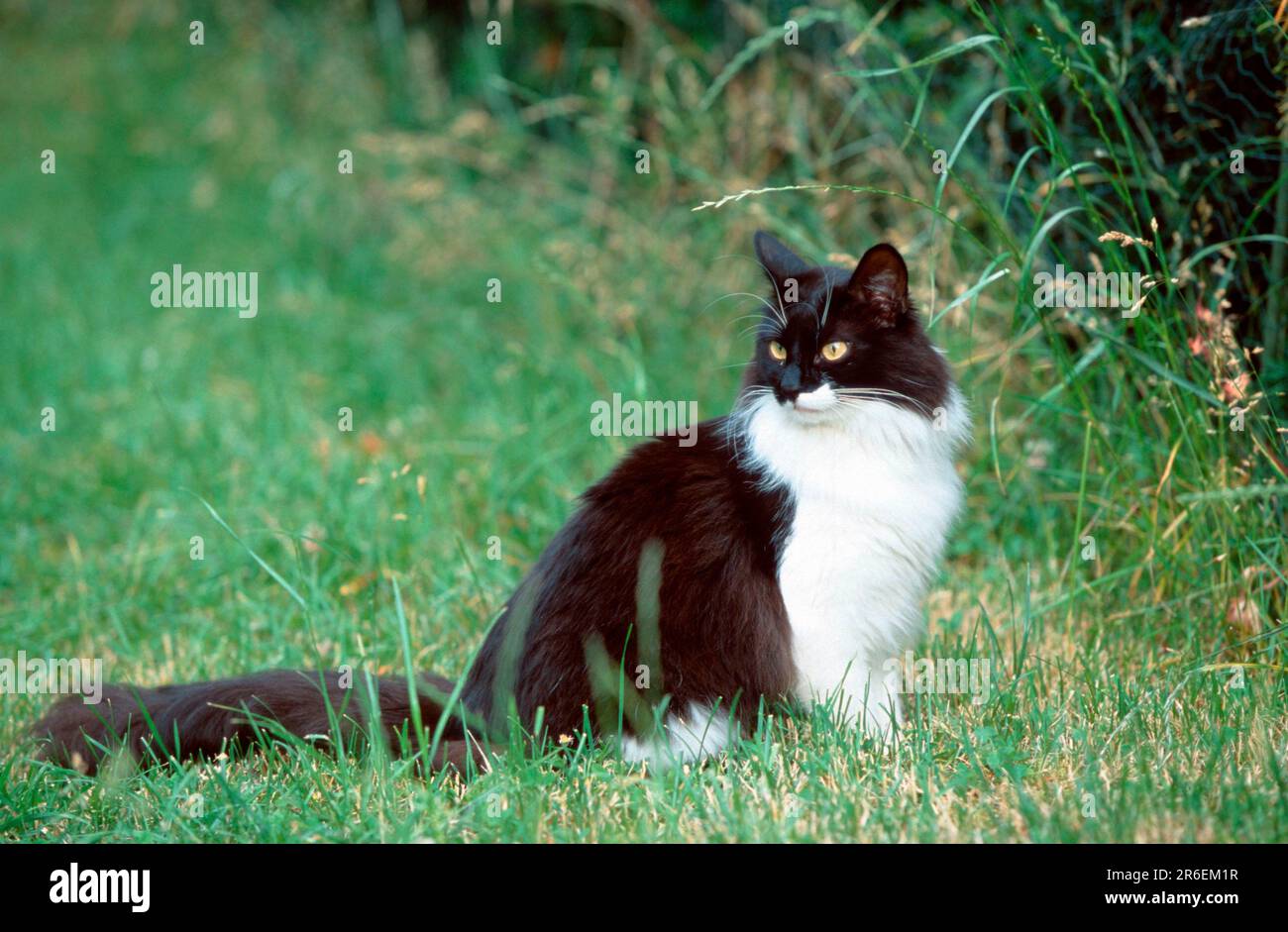 Norwegian Forest Cat, black and white Stock Photo Alamy
