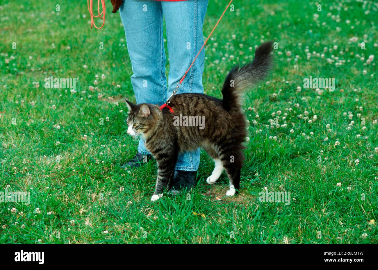 Norwegian Forest Cat on a leash, arching its back Stock Photo