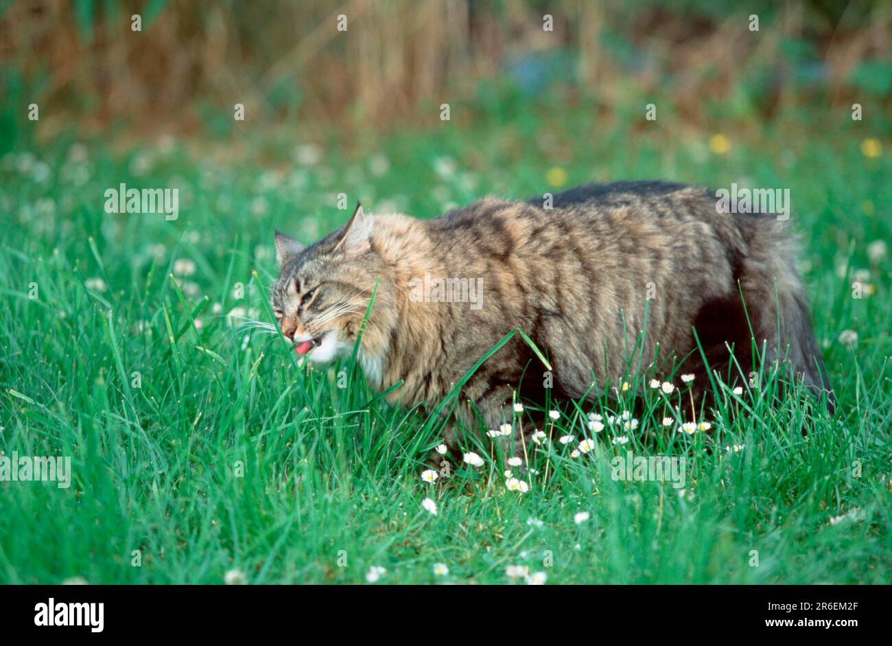 Norwegian Forest Cat, eats grass, tabby mackerel Stock Photo Alamy