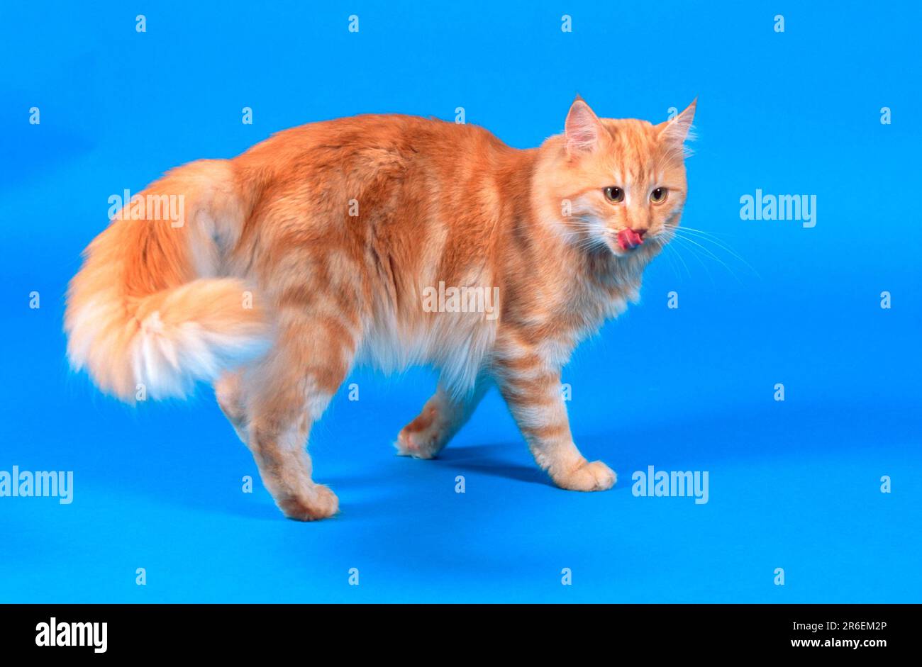 Norwegian Forest Cat, Male Stock Photo Alamy