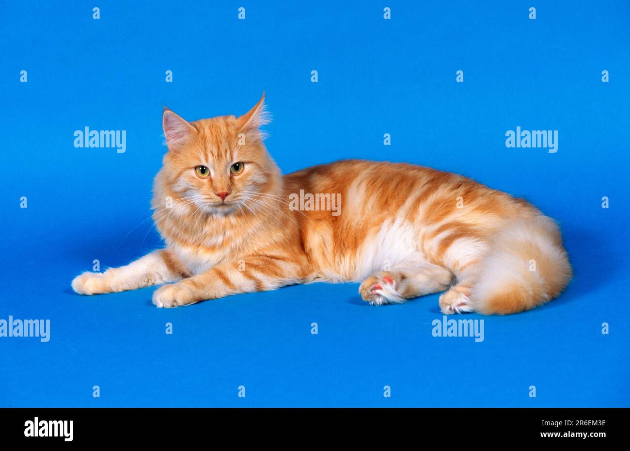 Norwegian Forest Cat, Male Stock Photo Alamy