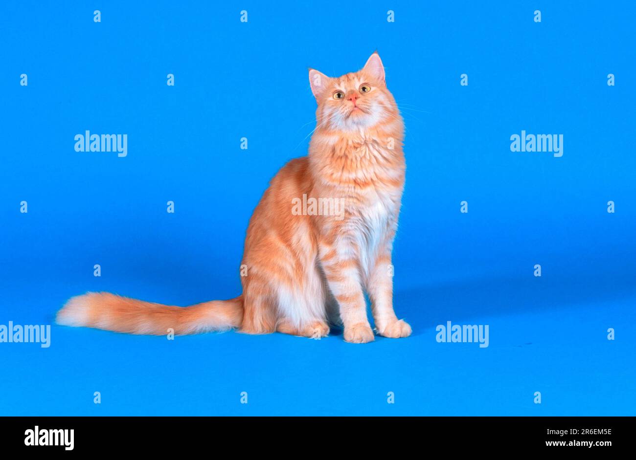 Norwegian Forest Cat, Male Stock Photo Alamy