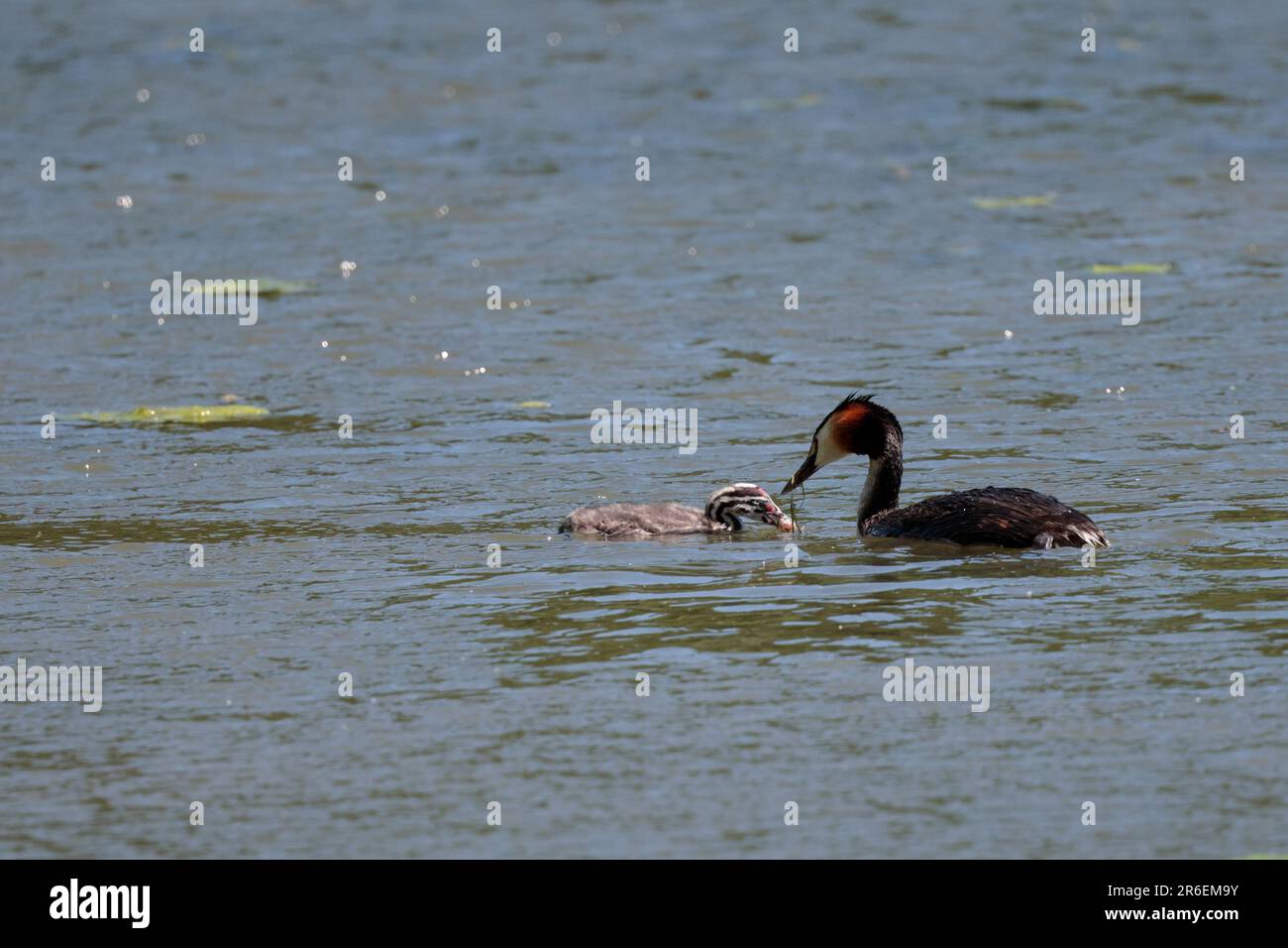 Great crested grebe Podiceps cristatus, adults breeding plumage dark double crest orange and black ruff white face and neck, young black and white Stock Photo