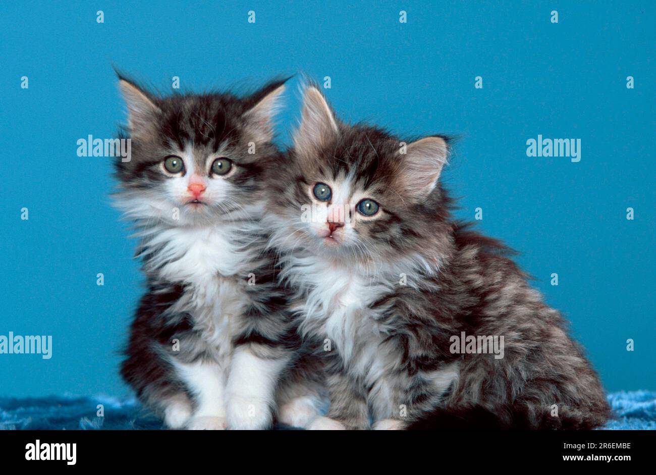 Norwegian Forest Cats, kitten, 7 weeks Stock Photo