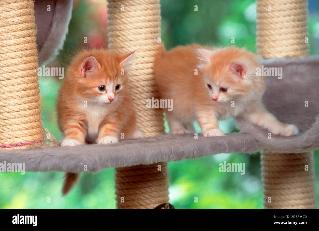 Norwegian Forest Cats, kitten, 5 weeks Stock Photo