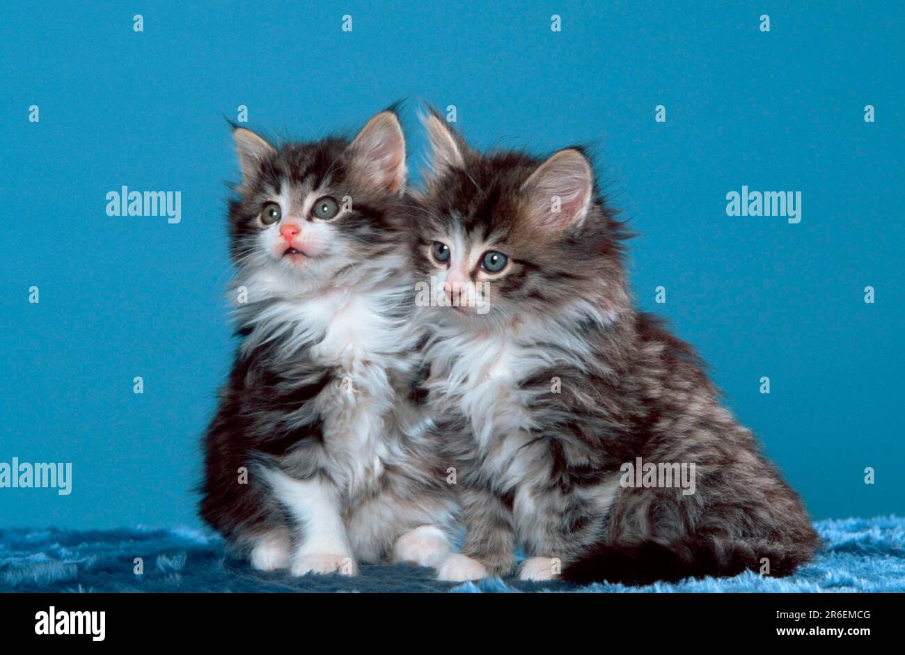Norwegian Forest Cats, kitten, 7 weeks Stock Photo