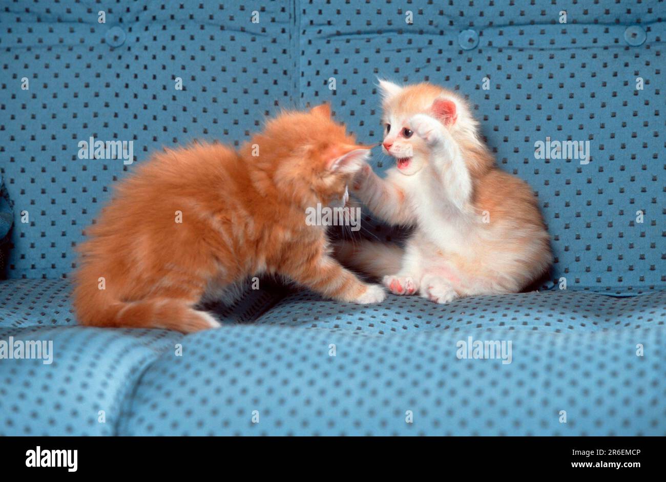 Norwegian Forest Cats, kitten, 5 weeks Stock Photo