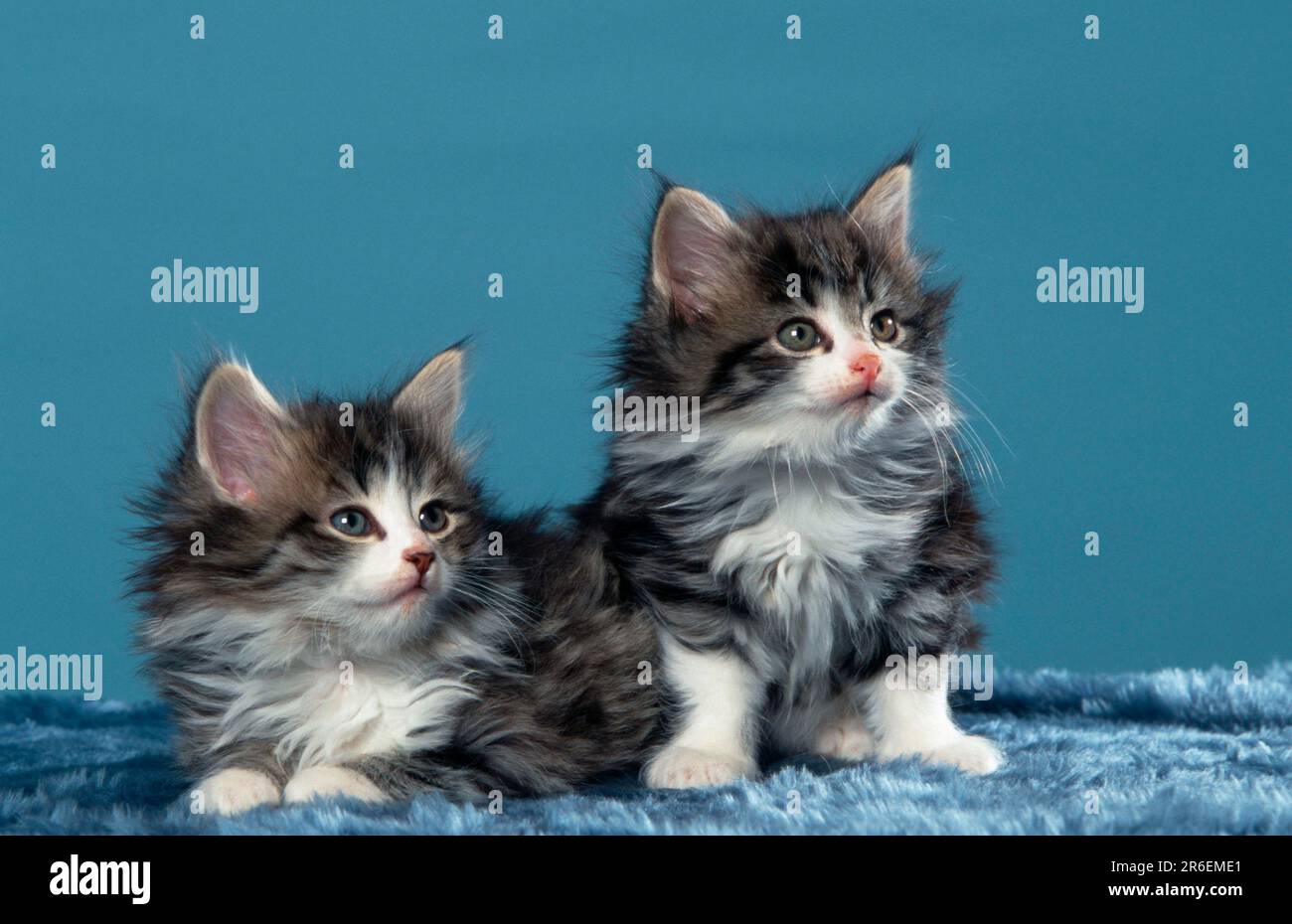 Norwegian Forest Cats, kitten, 7 weeks Stock Photo