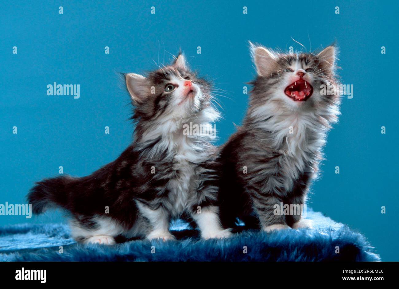 Norwegian Forest Cats, kitten, 7 weeks Stock Photo