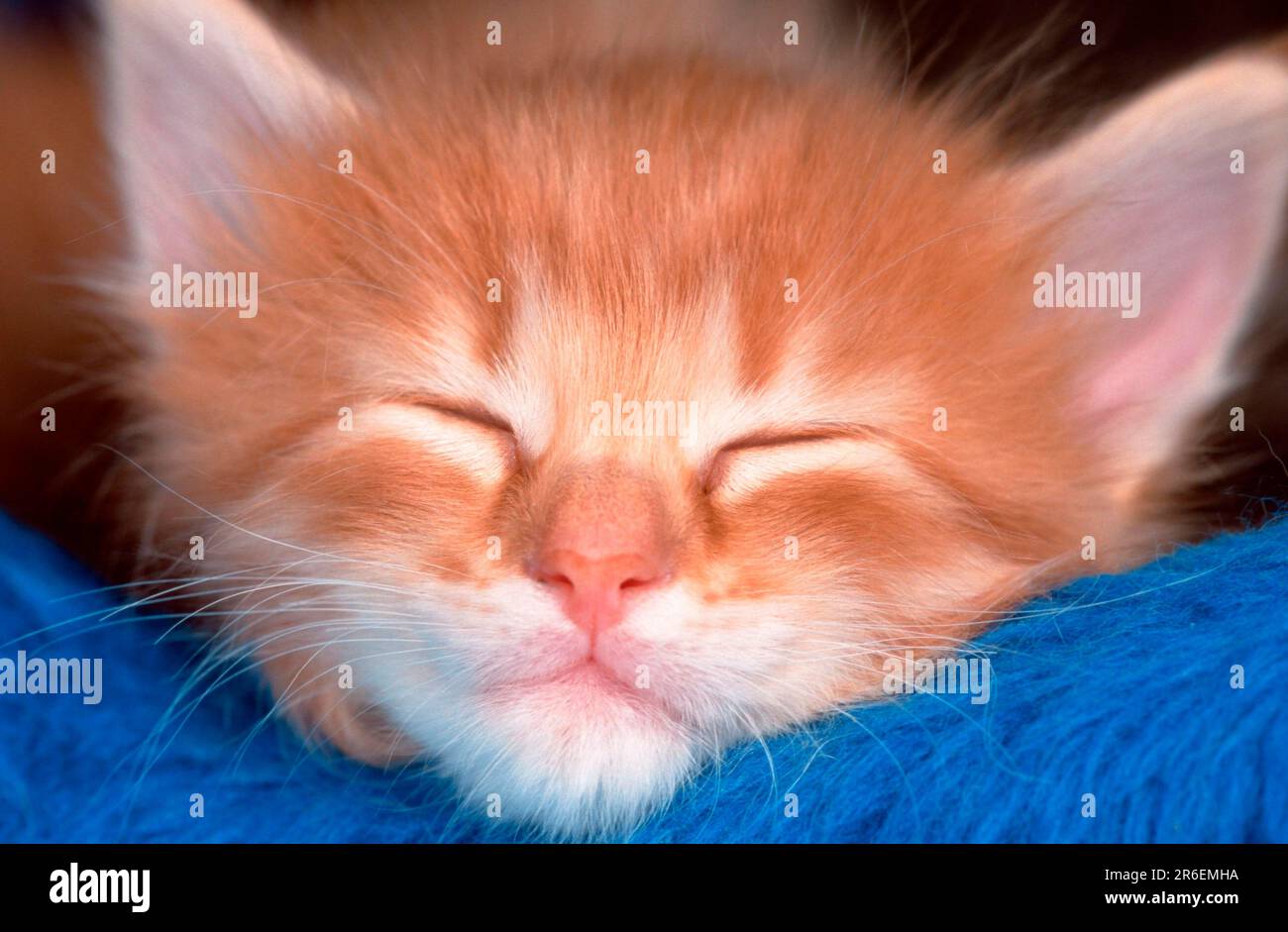 Norwegian Forest Cat, kitten, 5 weeks Stock Photo Alamy