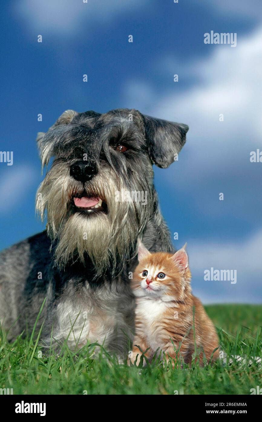 Miniature schnauzer cheap with cats