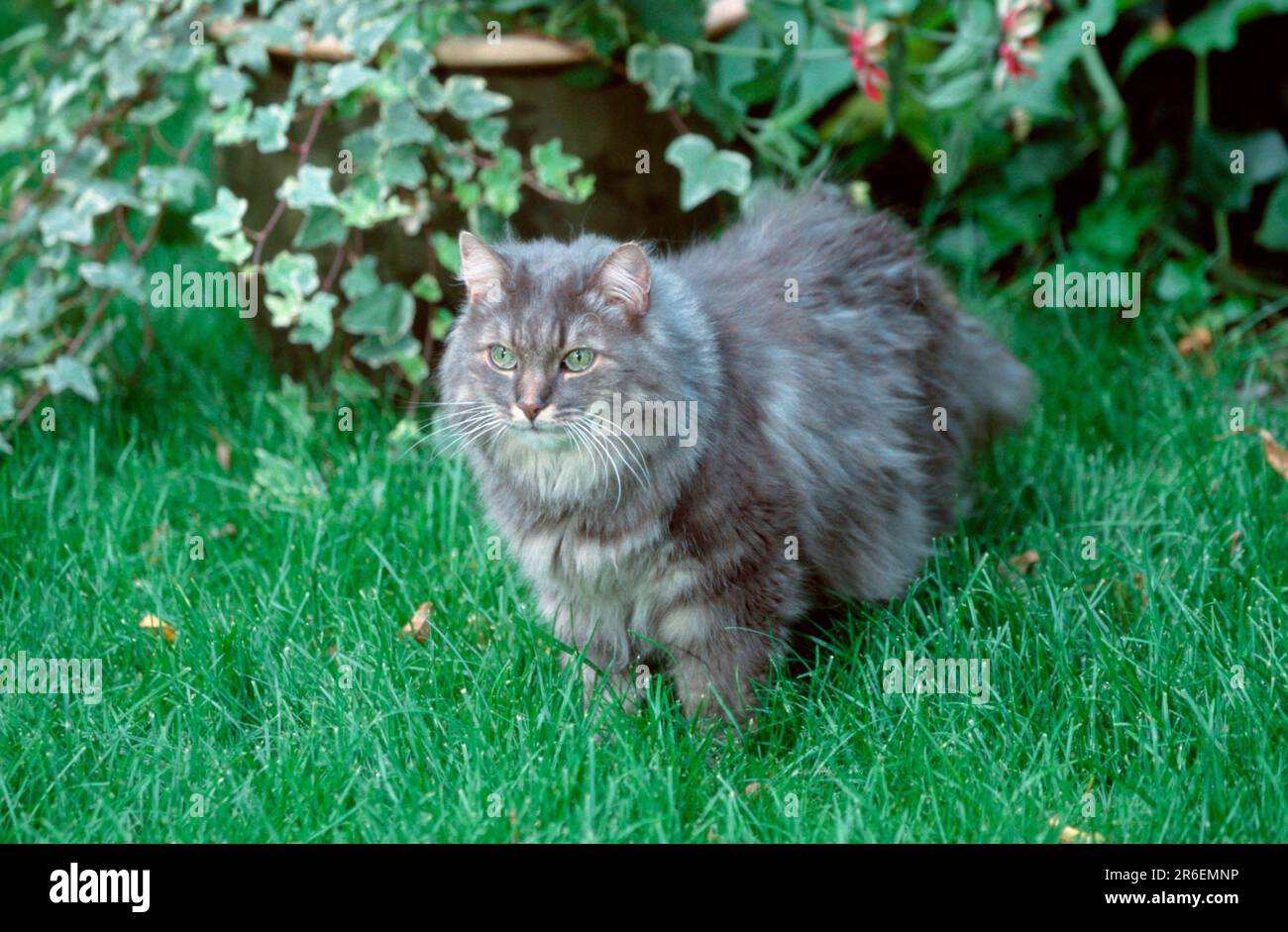 Norwegian Forest Cat, bluesilver tabby classic Stock Photo Alamy