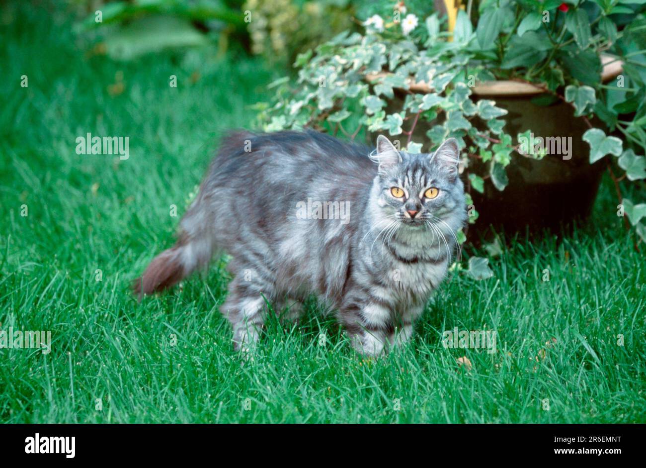 Norwegian Forest Cat, silver tabby mackerel Stock Photo Alamy