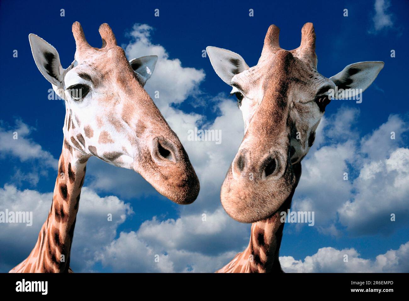 Head shot two giraffes hi-res stock photography and images - Alamy