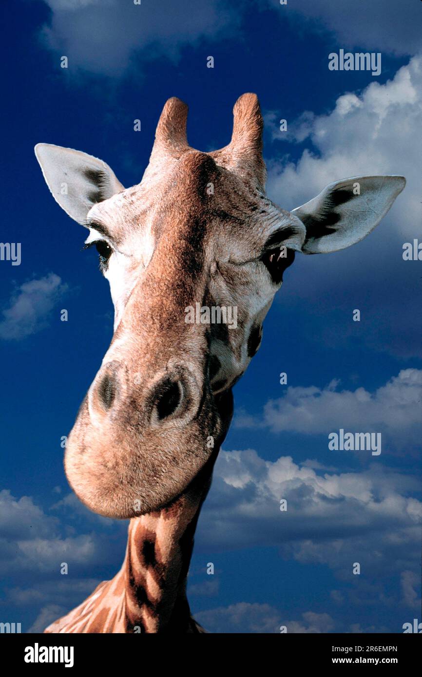 Giraffe (Giraffa camelopardalis) (animals) (head) (portrait) (adult) (mammals) cloven hoof (cloven-hoofed animals) (ungulates) Stock Photo
