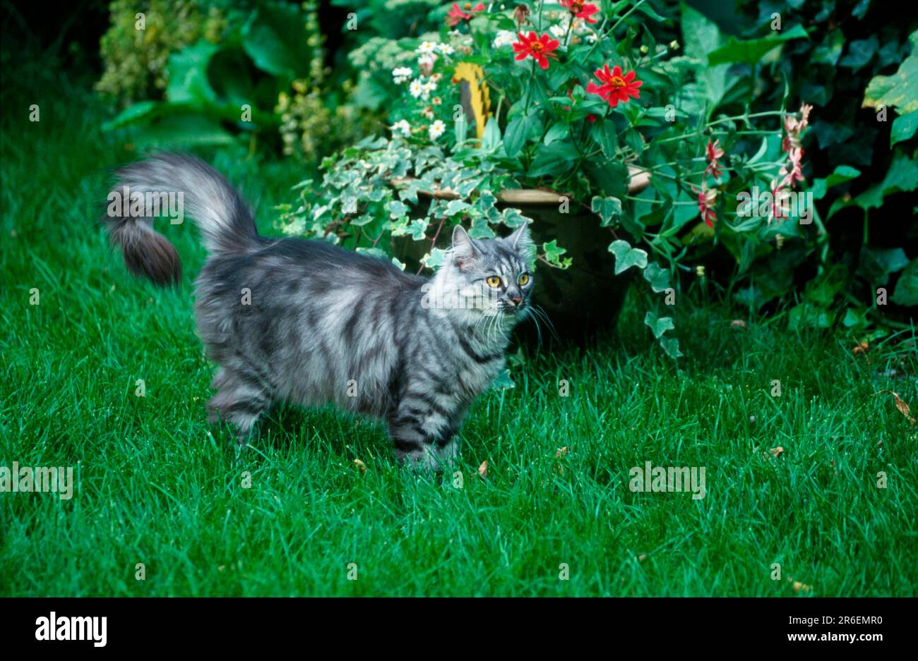 Norwegian Forest Cat, silver tabby mackerel Stock Photo Alamy