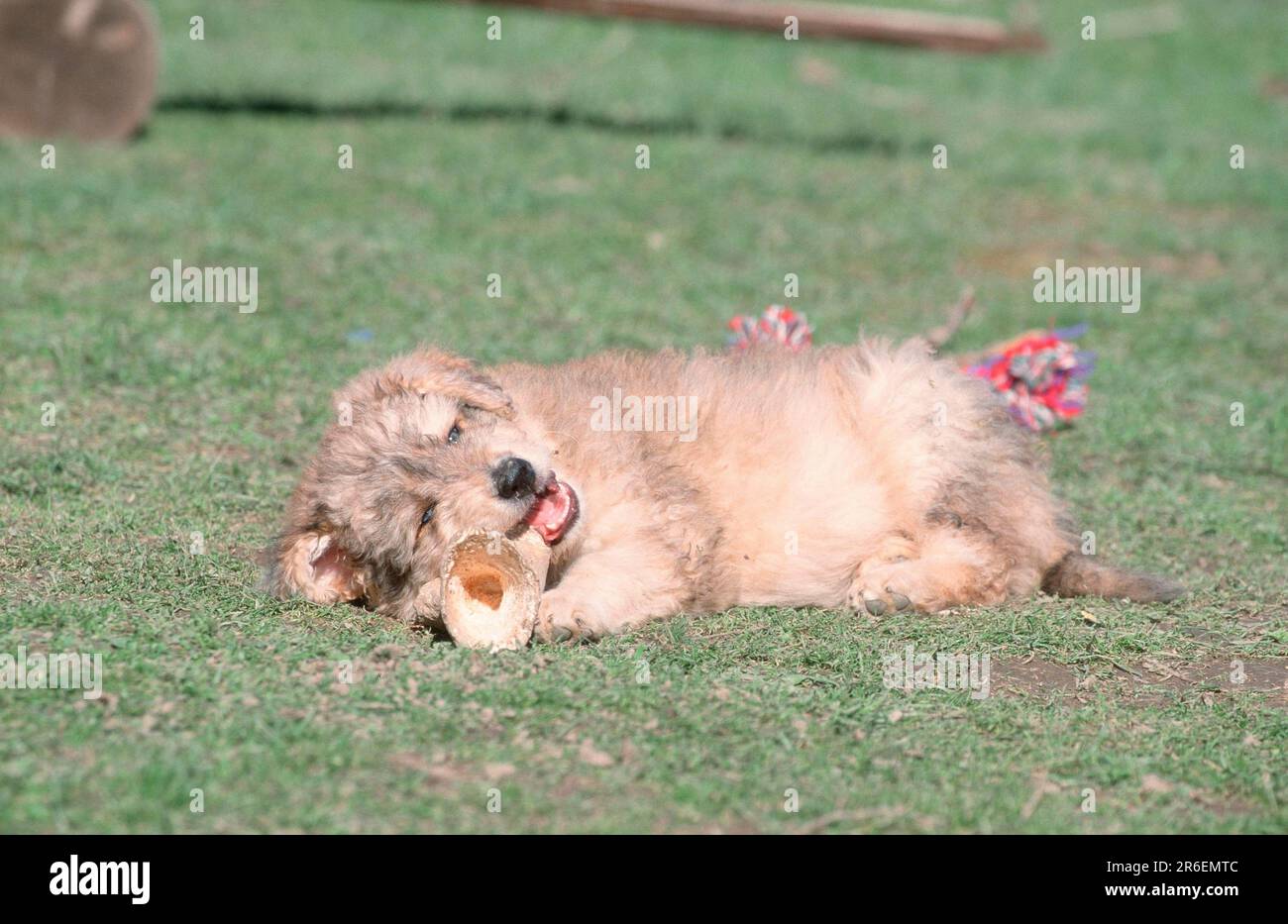 Sheeppoodle, puppy, 9 weeks old, gnawing on bone, Sheeppoodle, puppy, 9