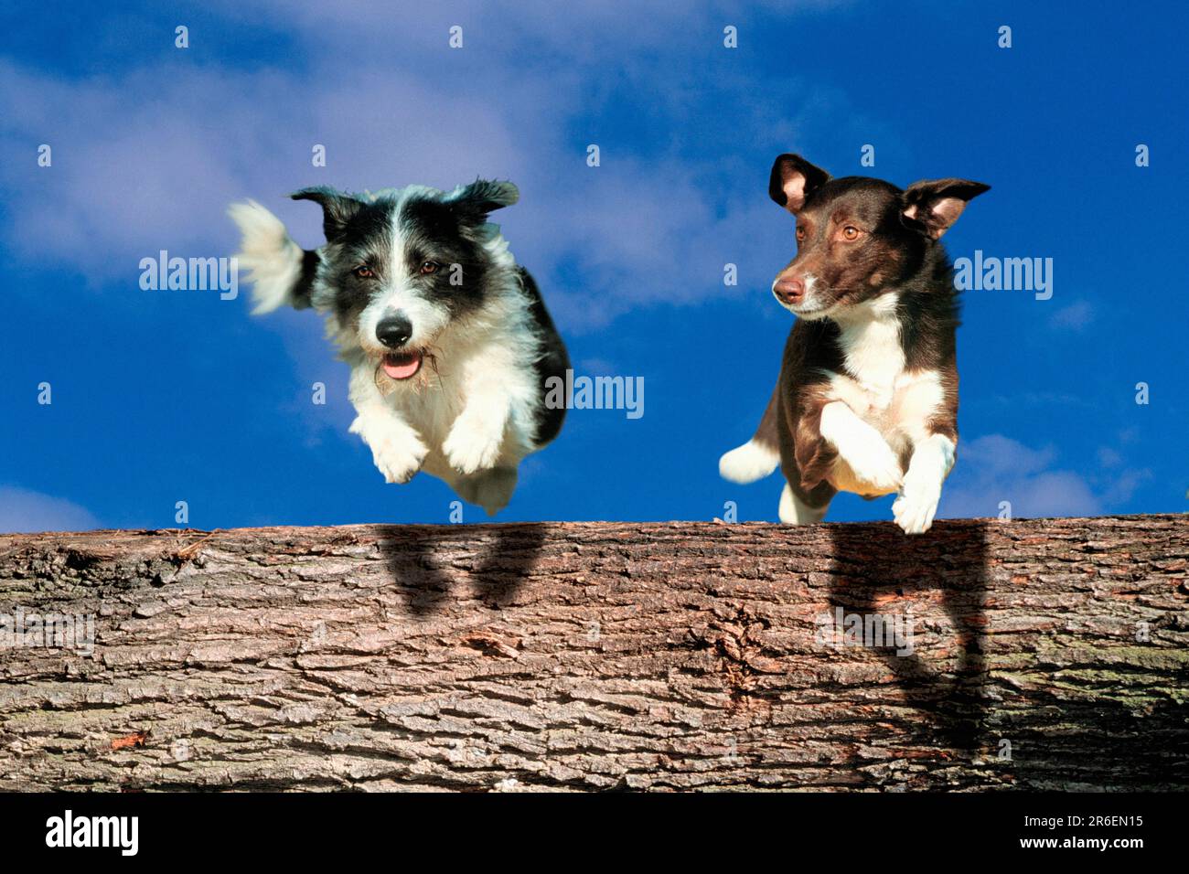 Mongrel dogs jump over tree trunk Stock Photo Alamy