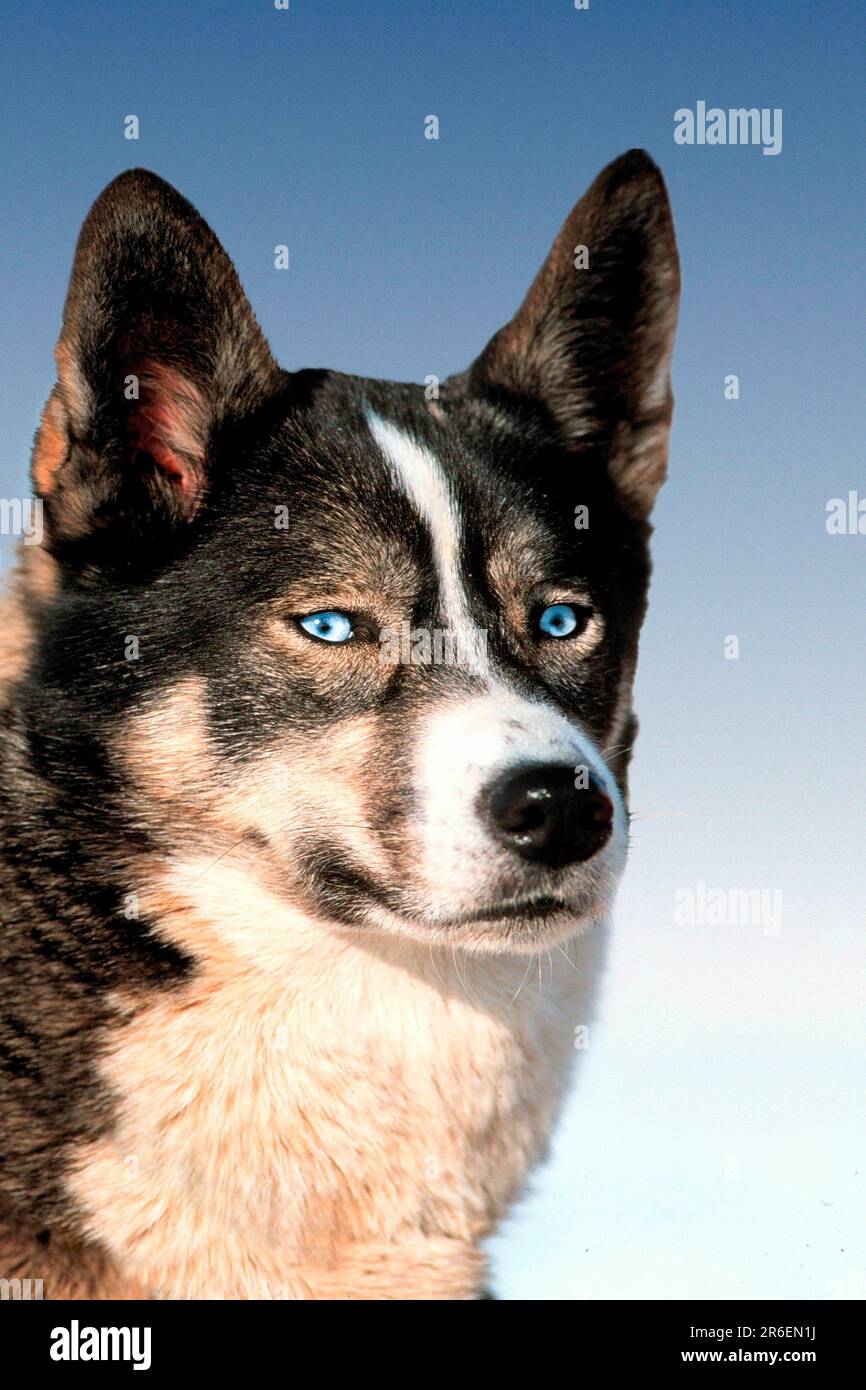 Siberian Husky (animals) (head) (portrait) (outside) (outdoor) (alert ...