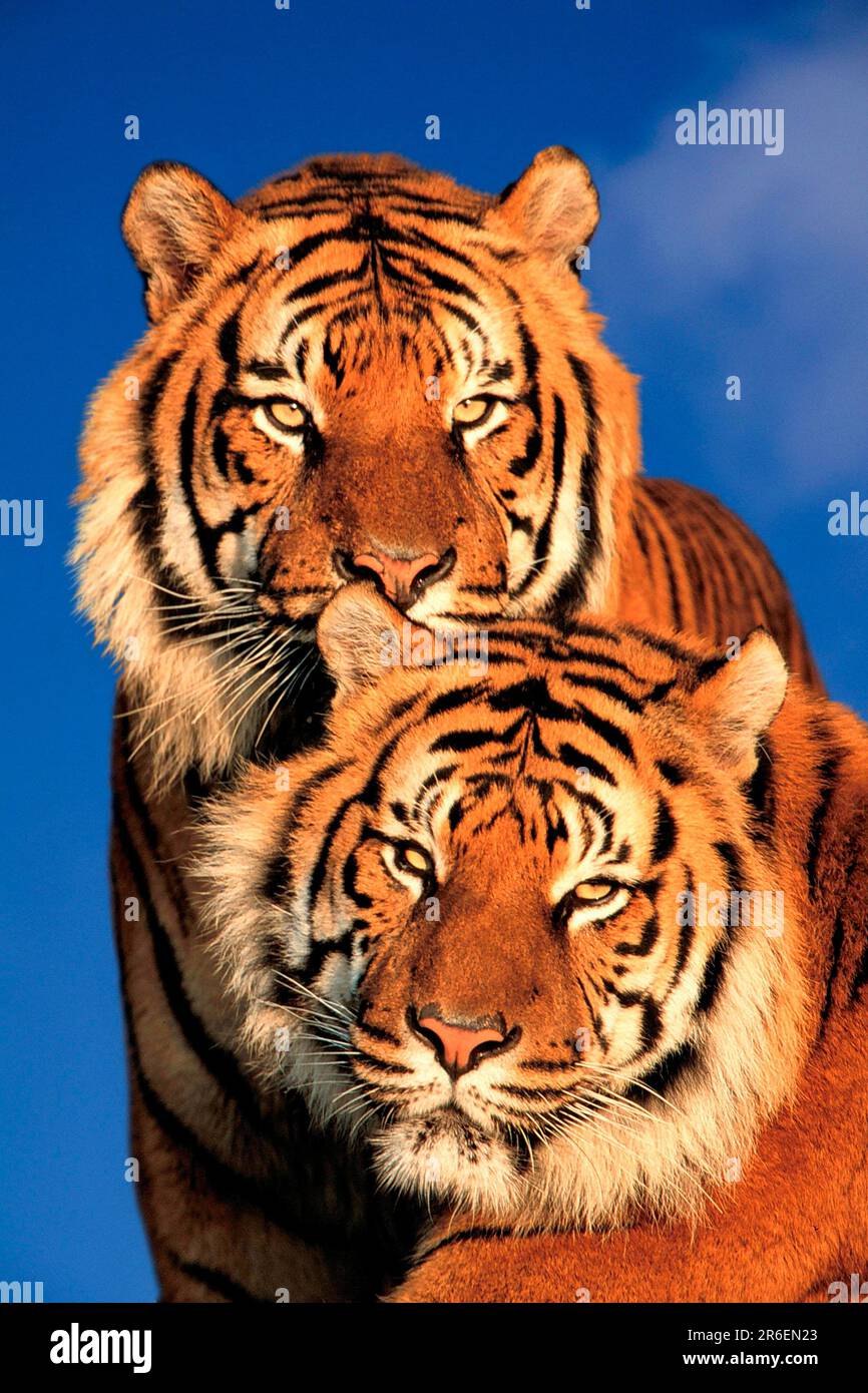 Sumatran Tigers (Panthera tirgris sumatrae), Sumatratiger, [animals