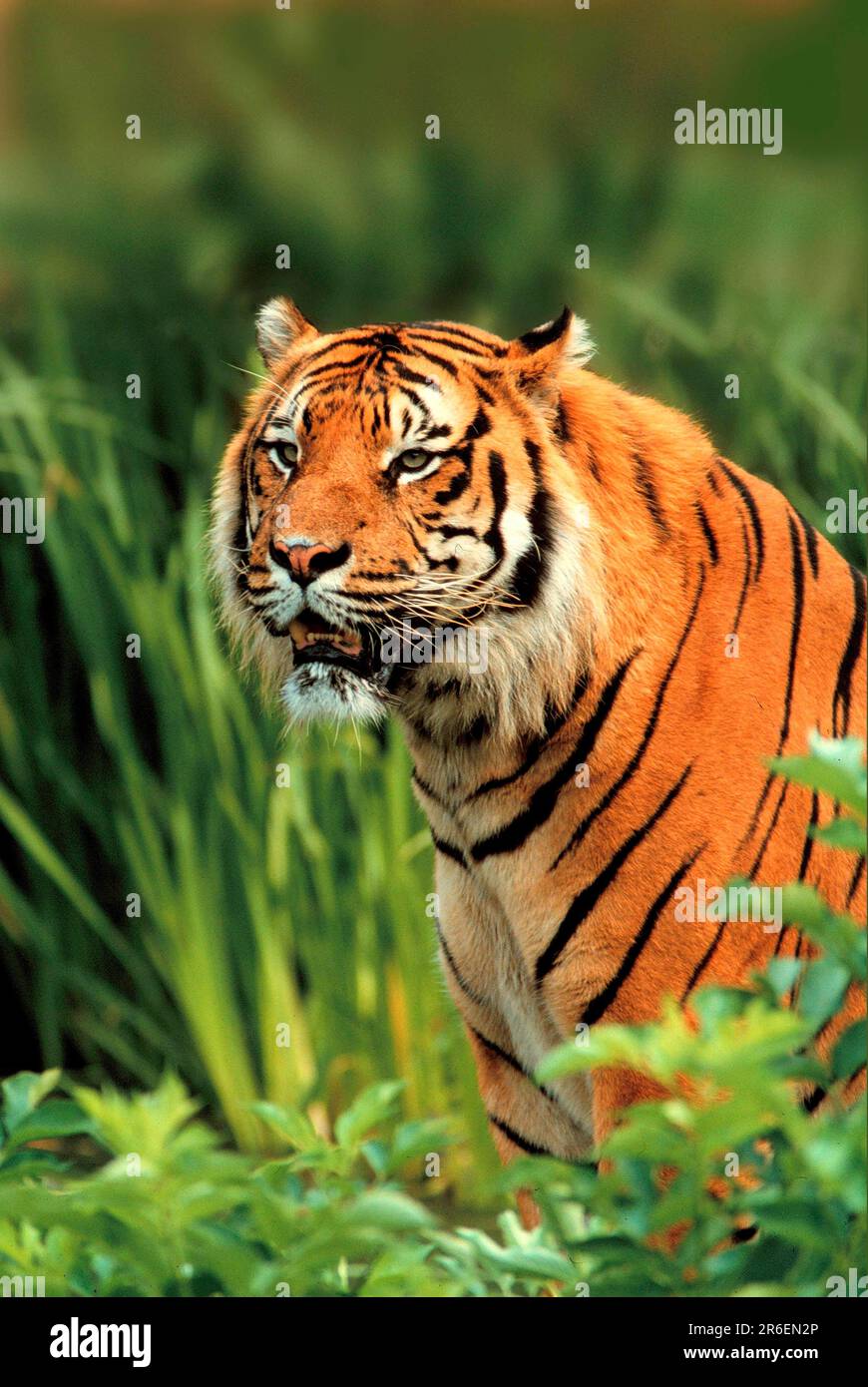 Sumatran tiger (Panthera tigris sumatrae Stock Photo Alamy