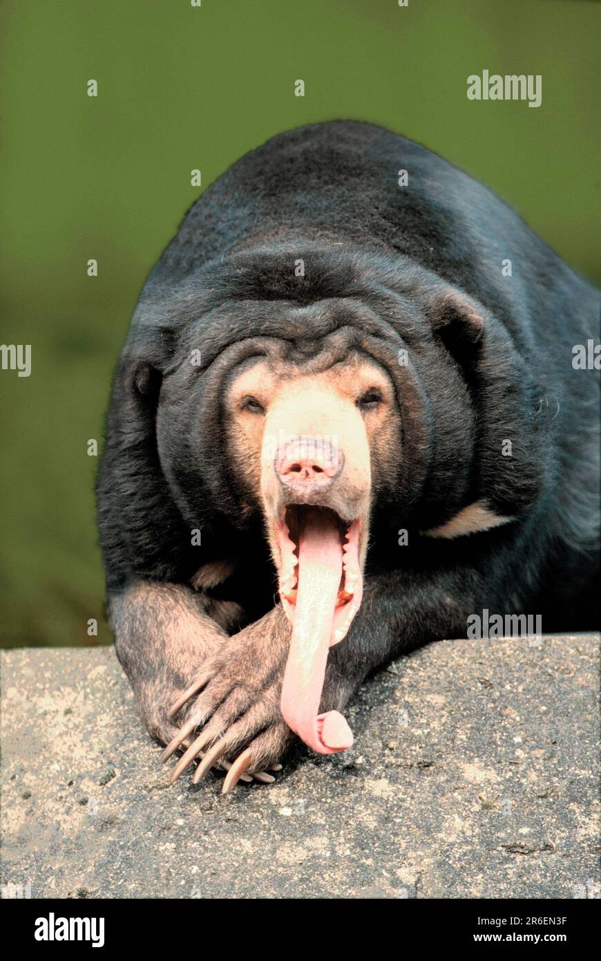 Malayan sun bear (Helarctos malayanus), tongue Stock Photo