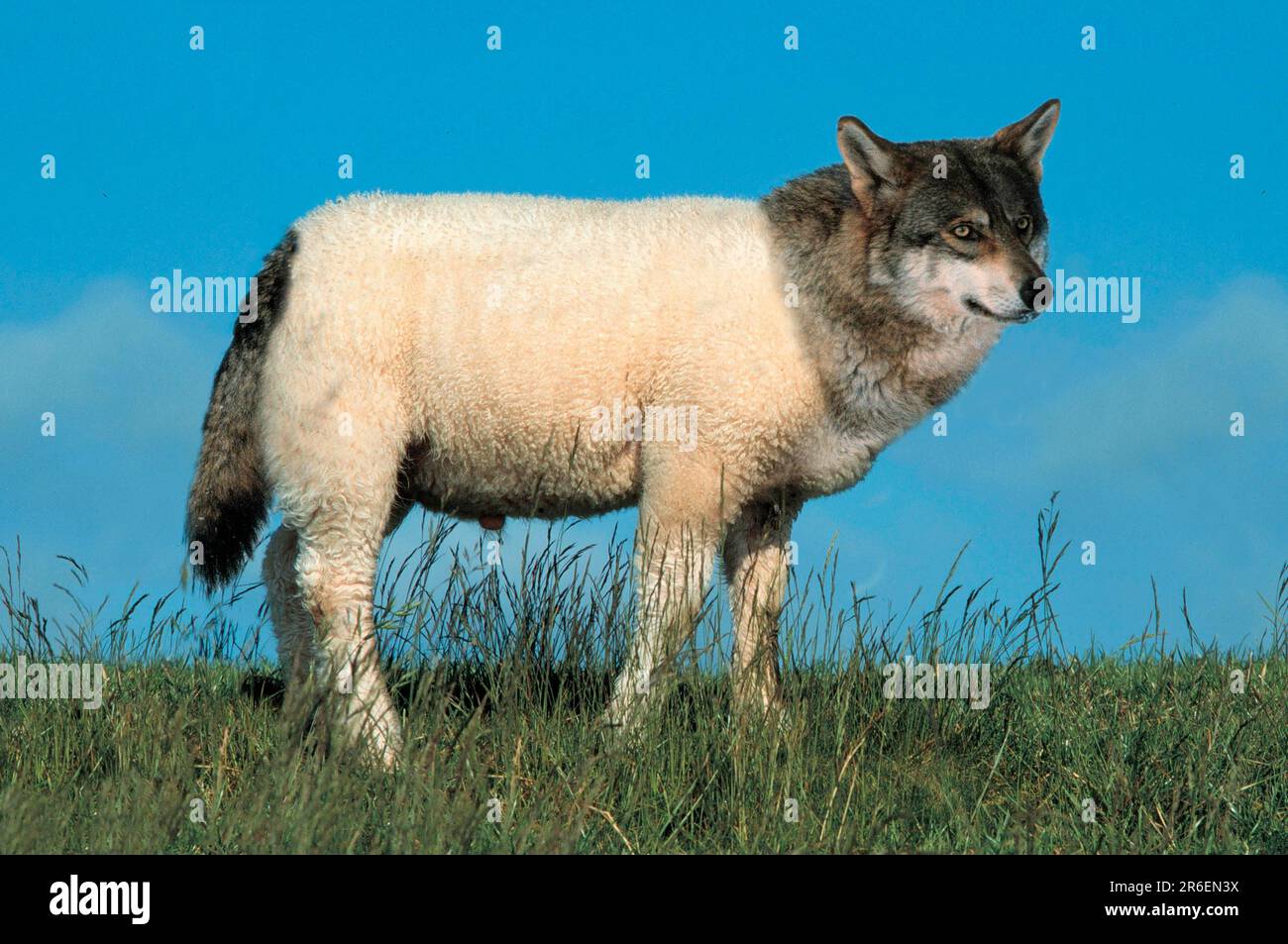 Wolf in sheep's clothing, mythical creature, sideways Stock Photo