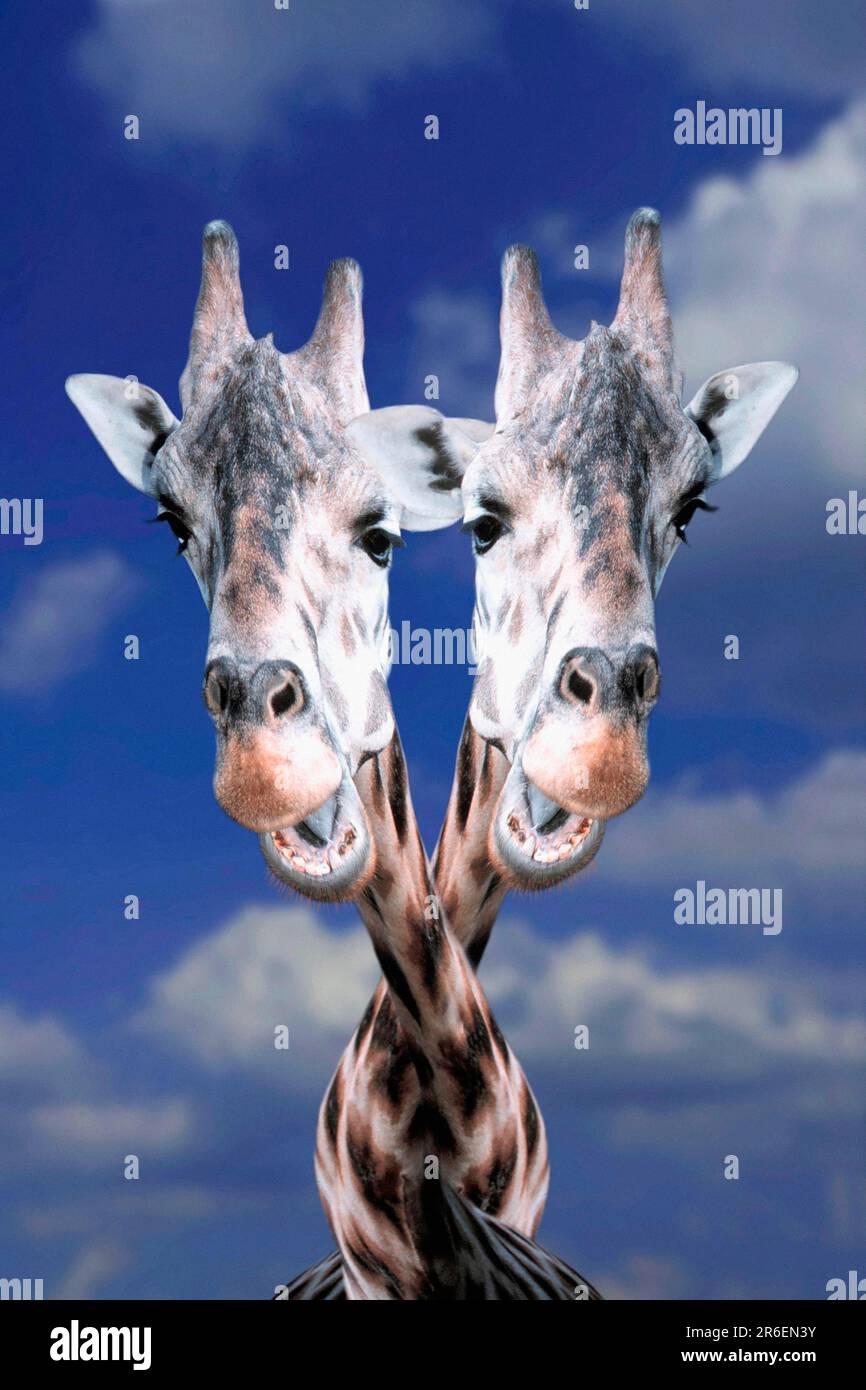Head shot two giraffes hi-res stock photography and images - Alamy