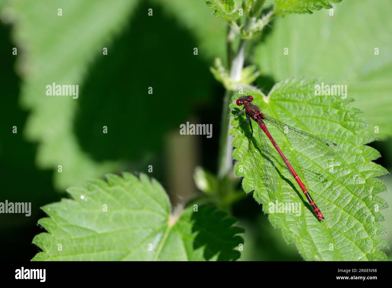 Large red damselfly Pyrrhosoma nymphula, long bright red abdomen marked with black has wide apart compound eyes black legs and dark dot on wings Stock Photo