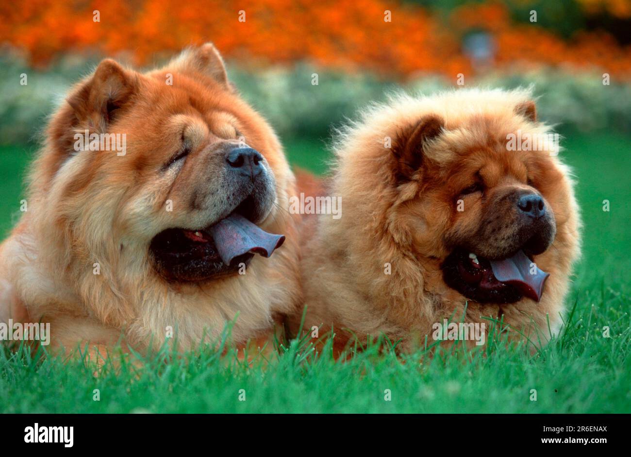 Chow Chows, pair, Chow Chows, pair (animals) (outdoor) (frontal) (head-on) (from front) (meadow) (panting) (lying) (lying) (adult) (couple) (two) Stock Photo