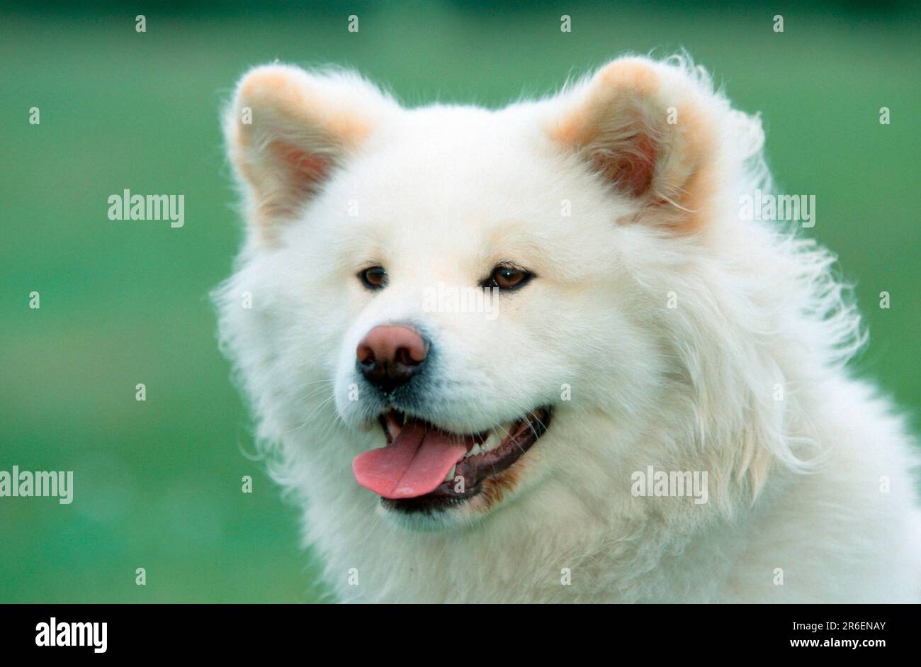 Akita Inu, longhaired Stock Photo Alamy