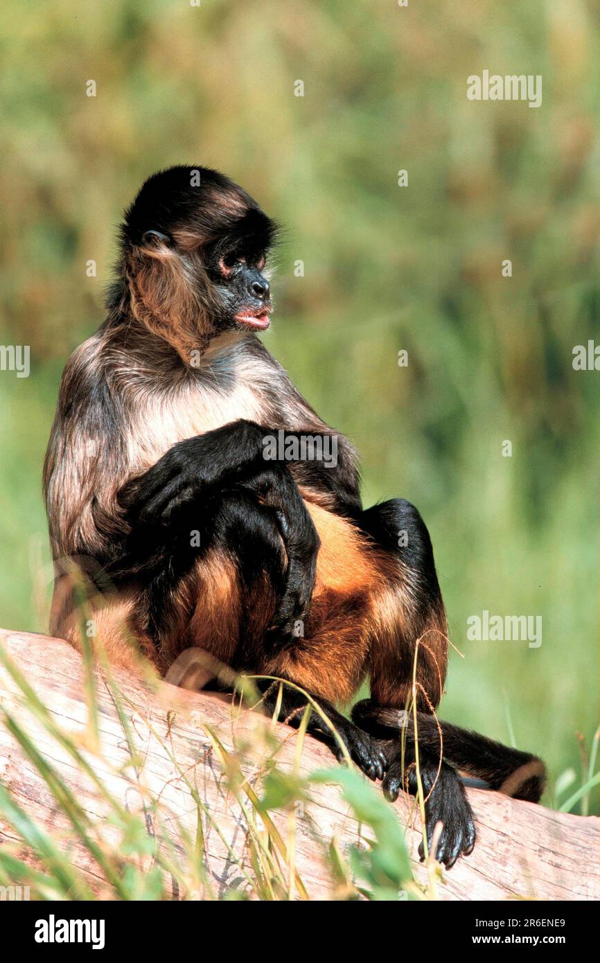 Black-handed Spider Monkey (Ateles geoffroyi), Geoffroy-Klammeraffe, [animals, aussen, outdoor, Baumstamm, tree trunk, Suedamerika, south america Stock Photo