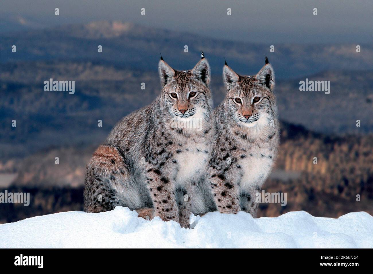 Lynx in winter, eurasian lynx (Lynx lynx) in winter (animals) (outside ...