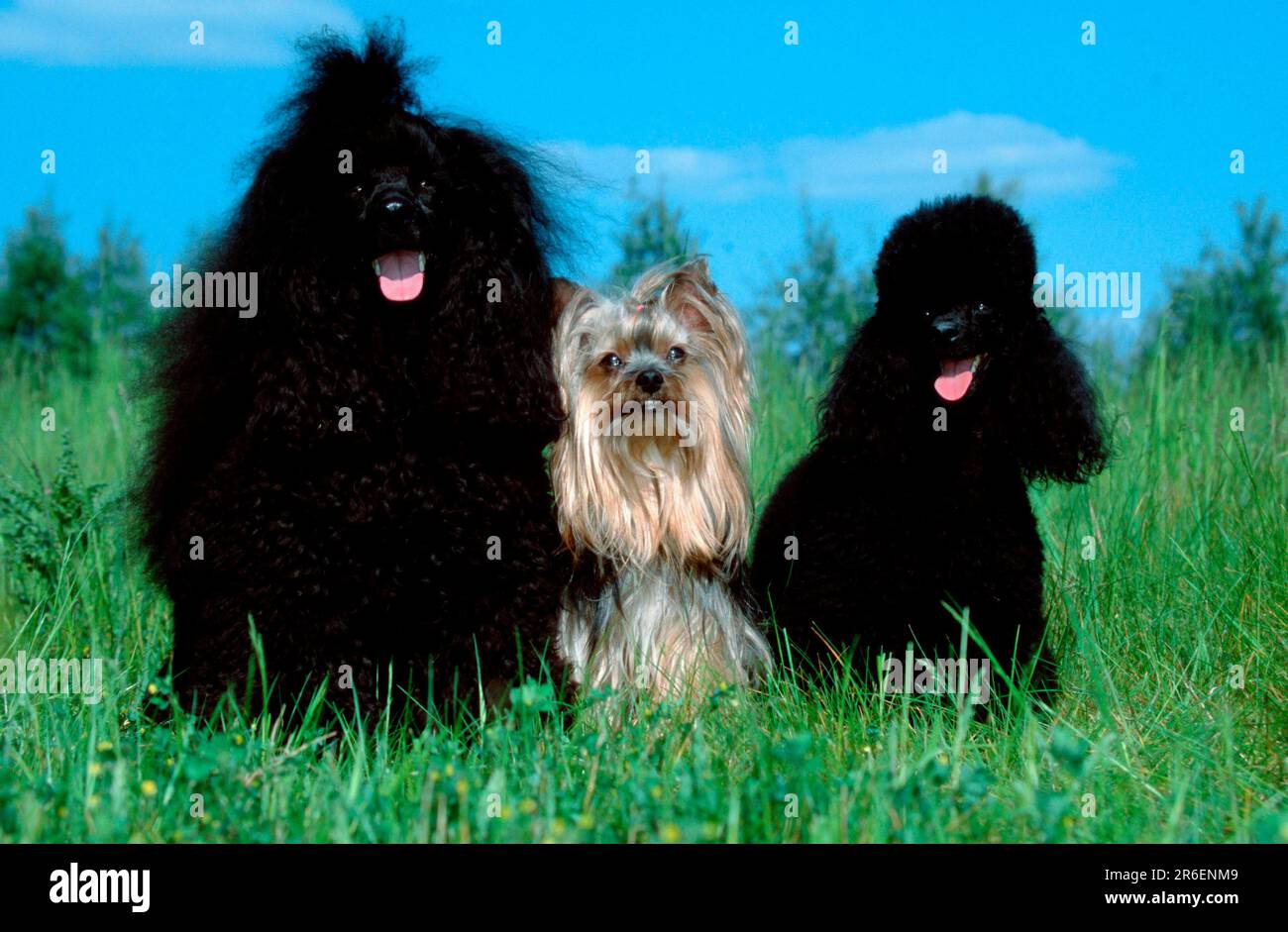 Miniature Poodle, Yorkshire Terrier and Toy Poodle Stock Photo Alamy