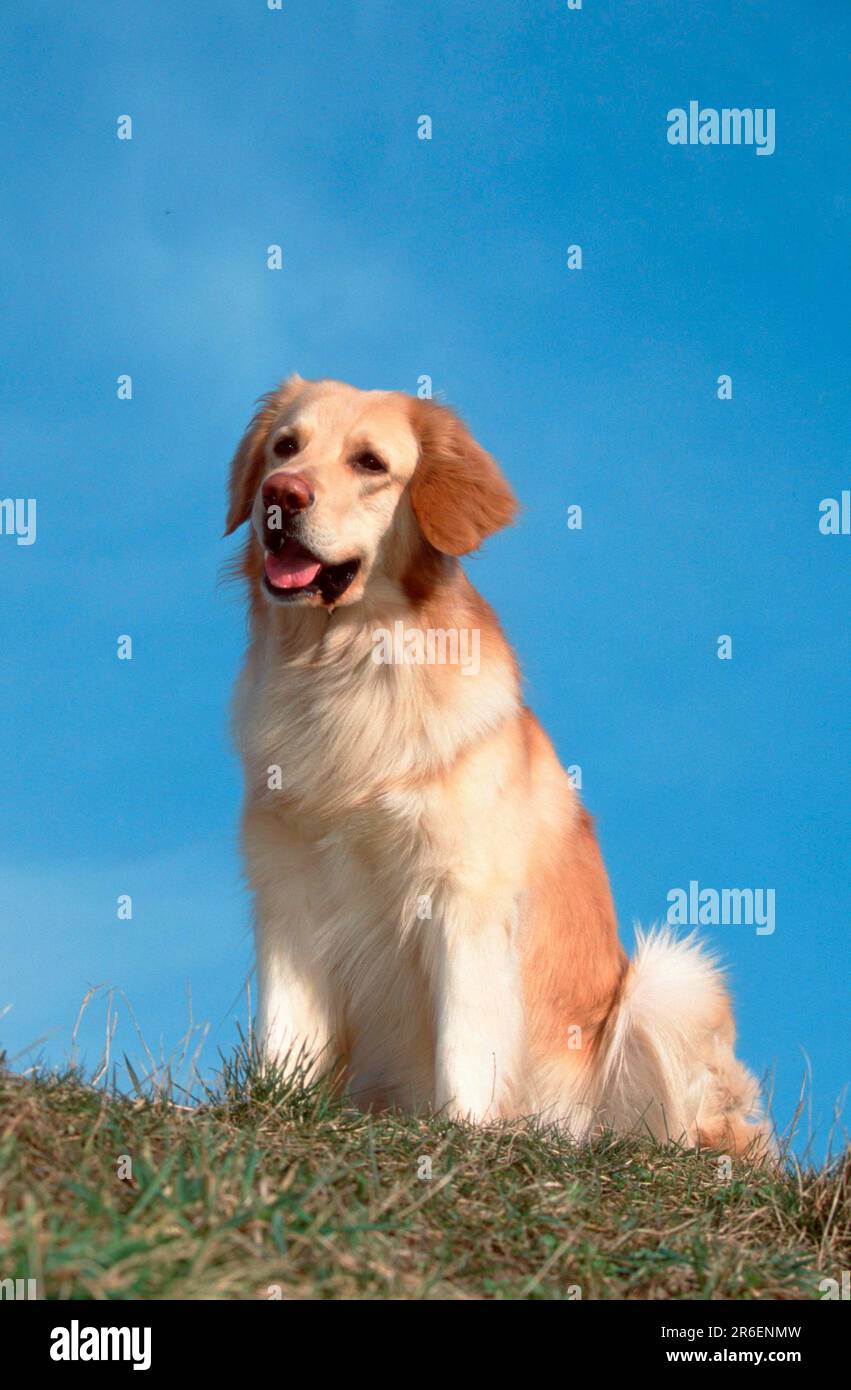 Hovawart, blond (animals) (outdoor) (meadow) (friendly) (sitting) (adult) (mammals) (mammals) (pet) (pet) (domestic dog) Stock Photo