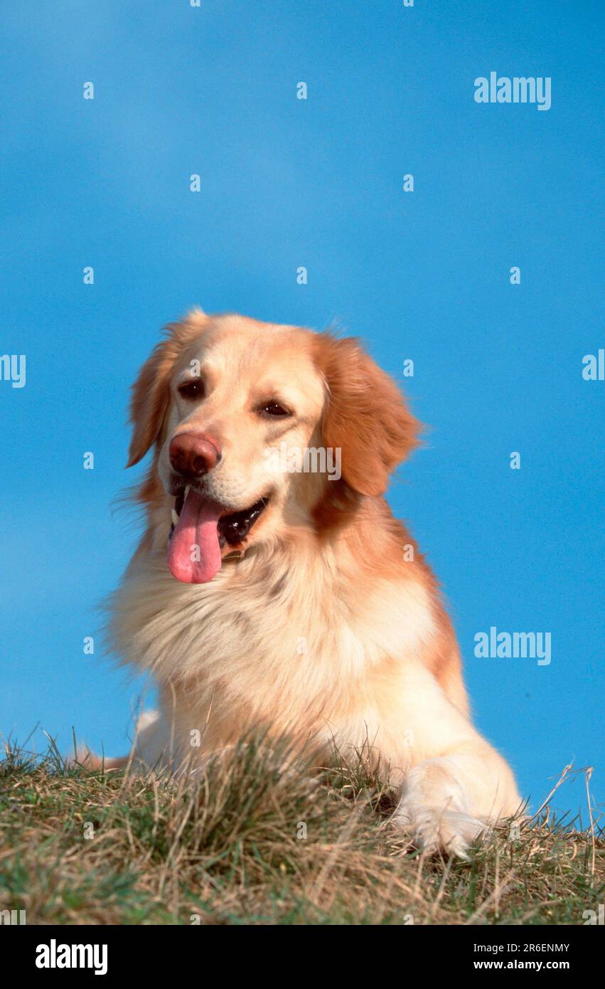 Hovawart, blond (animals) (outside) (outdoor) (frontal) (head-on) (from the front) (meadow) (attentive) (alert) (friendly) (panting) (smiling) Stock Photo