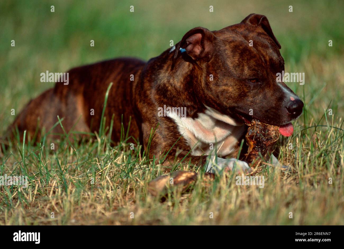 Dog eating branch hires stock photography and images Alamy