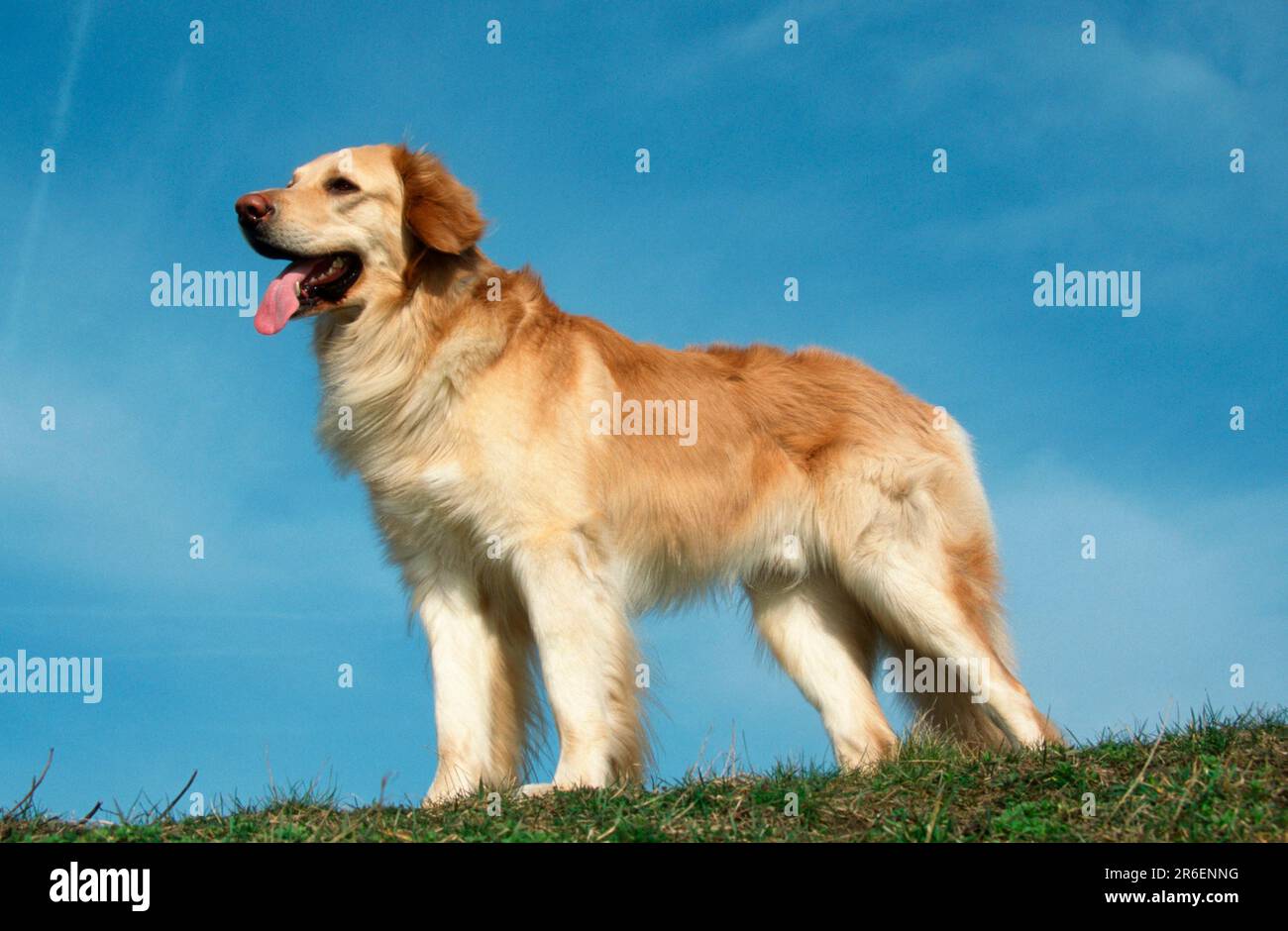 Hovawart, blond, animals, outside, outdoor, sideways, side, meadow, panting, standing, summer, adult, landscape, horizontal, mammals, mammals Stock Photo