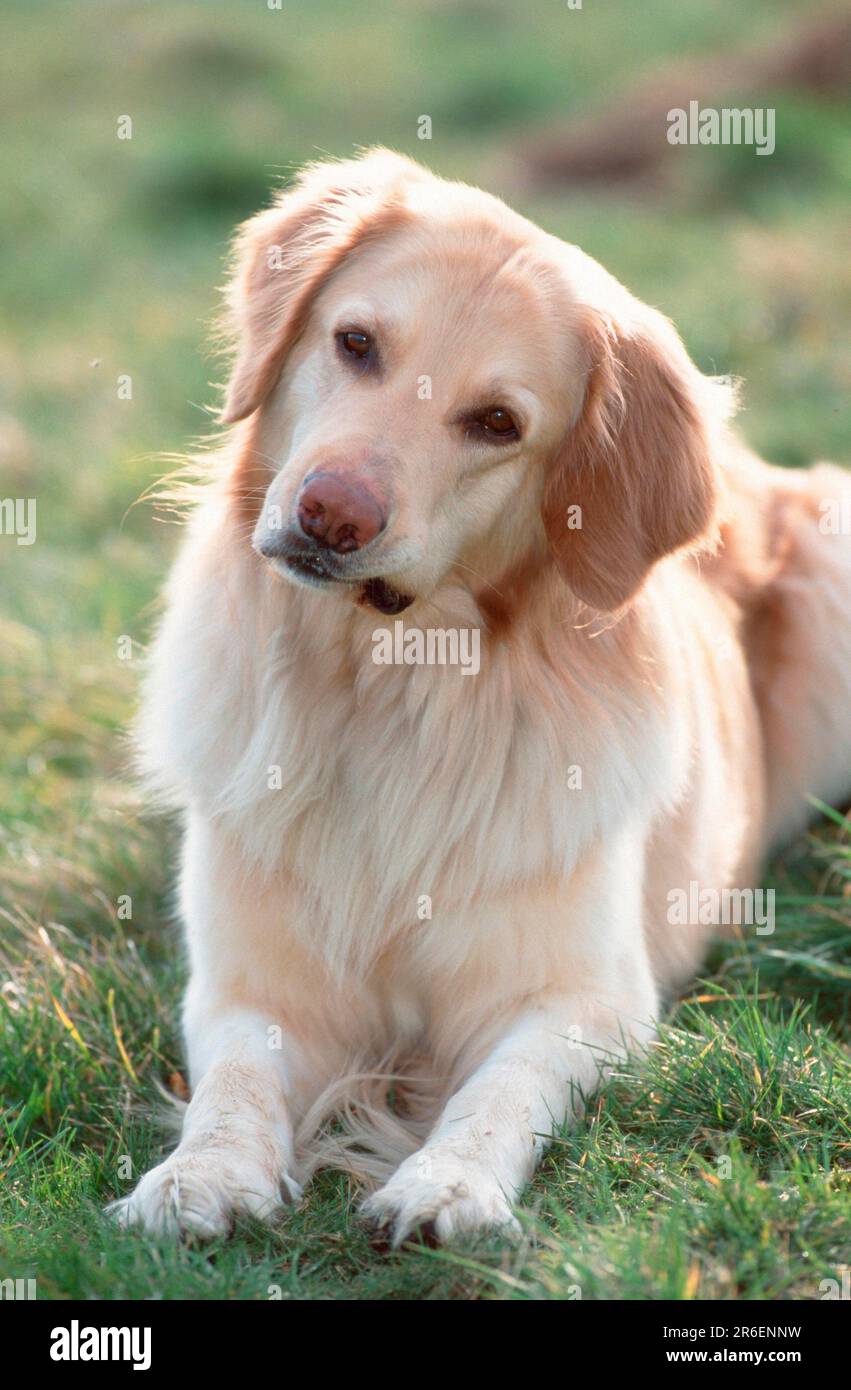 Hovawart, blond Stock Photo