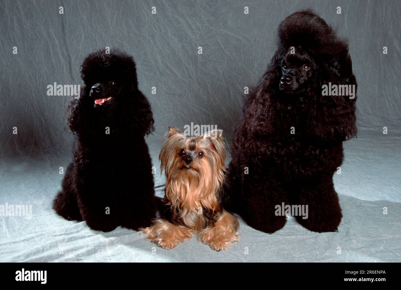 Miniature Poodle, Yorkshire Terrier and Toy Poodle Stock Photo Alamy