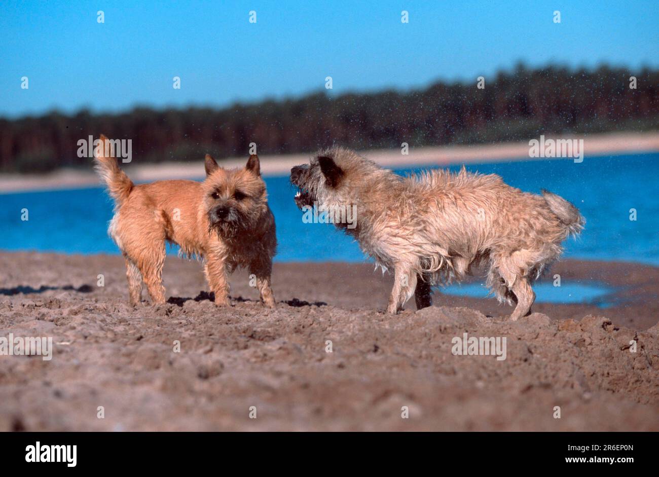 Cairn Terrier Wheat And Red On Beach Shaking Their Coat Cairn cairn-terrier-wheat-and-red-on-beach-shaking-their-coat-cairn