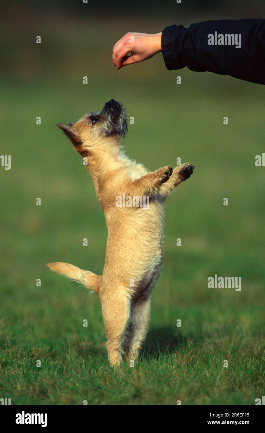 Cairn Terrier, Puppy Stock Photo
