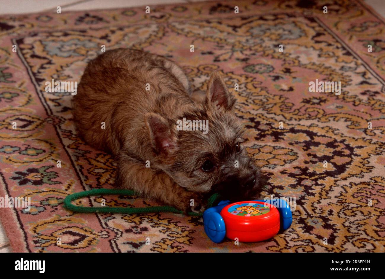 Cairn Terrier, puppy, 9 weeks, with toys Stock Photo