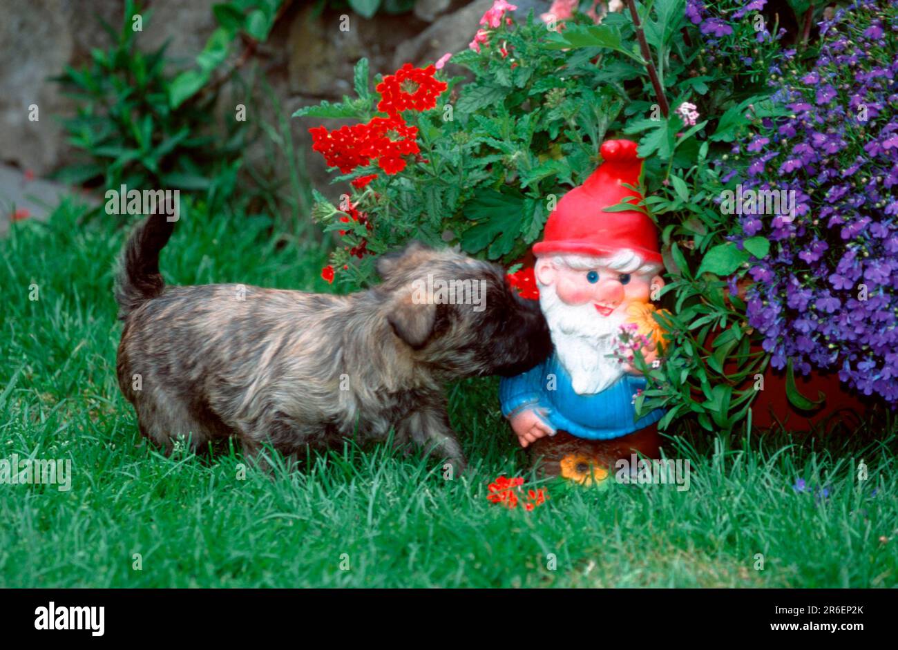 Cairn Terrier, puppy, 6 weeks, with garden gnome Stock Photo