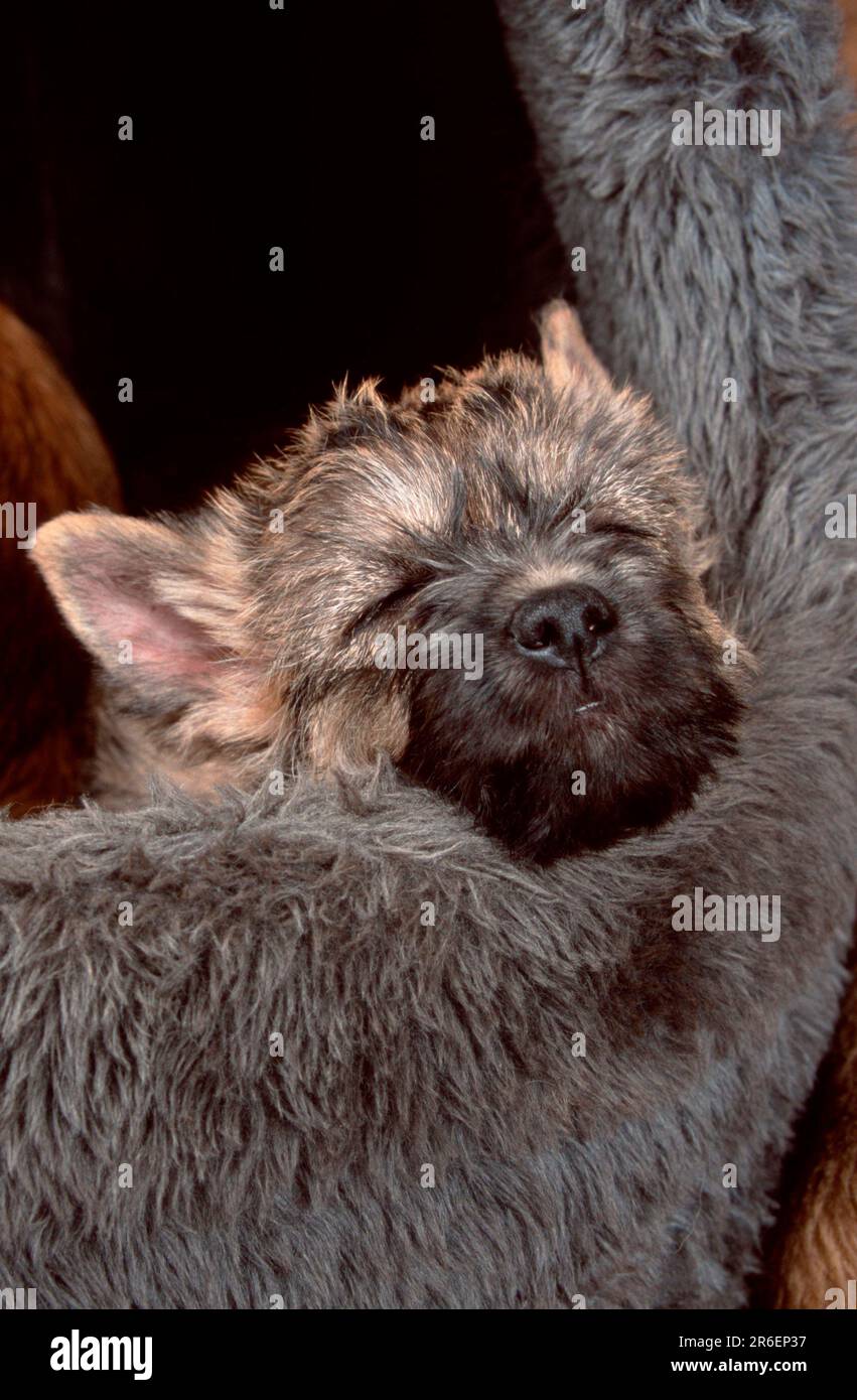 Cairn Terrier, puppy, 9 weeks, dog basket Stock Photo