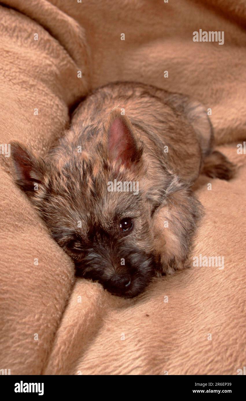 Cairn Terrier, puppy, 9 weeks Stock Photo